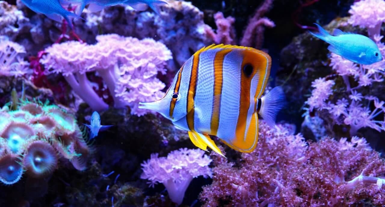 Acquario